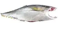 Tuna Headless Gutted