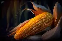 Maize