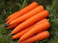 Carrot