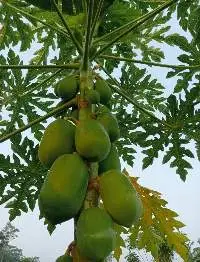 Green Papaya