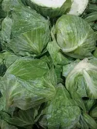 Cabbage