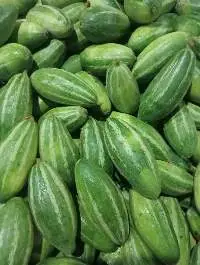 Pointed Gourd