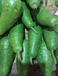 Bottle Gourd