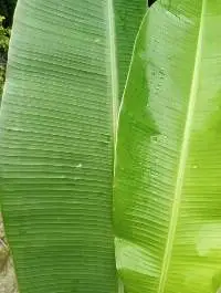 Banana Leaves