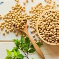 Soybean