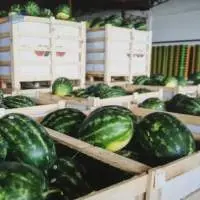 Watermelon