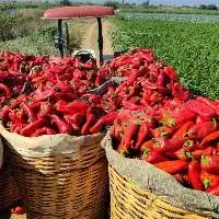 Capia Pepper
