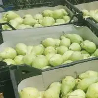 Pear