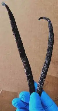 Extraction Grade Vanilla