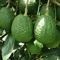 Hass and Fuerte Avocado