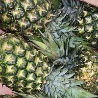 Pineapple(MD2 and smooth Cayenne)