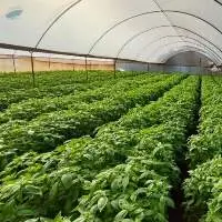 Basil, Chives, Rosemary, Oregone