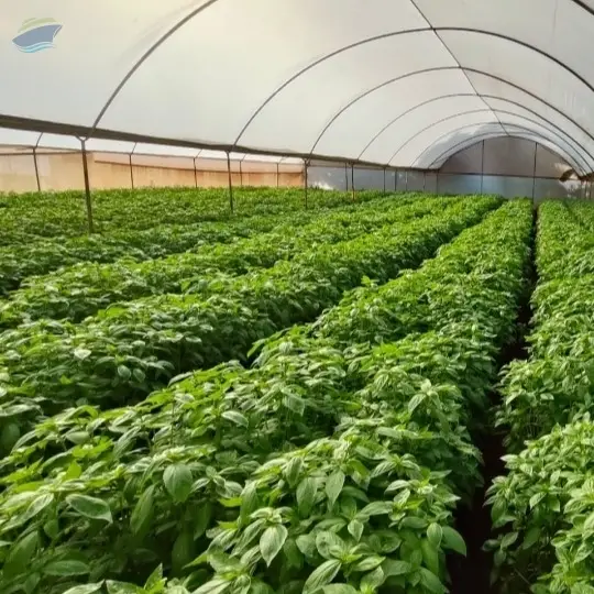 Basil, Chives, Rosemary, Oregone