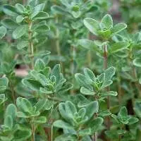 Tarragon, Sage, Thyme, Dill, Mint, Lemon Grass