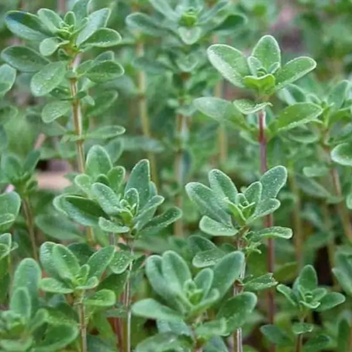 Tarragon, Sage, Thyme, Dill, Mint, Lemon Grass