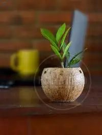 Plant Pot