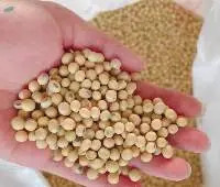 High Quality Dried Soybean Seeds Non-GMO