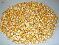 Non- GMO Yellow Maize for Human Consumption