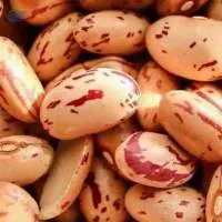 High Quality Kidney Bean