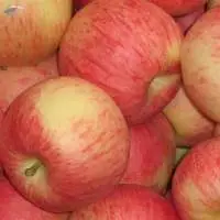 Fresh Apple