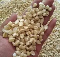 white maize