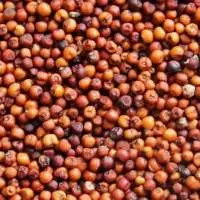 Finger Millets (Ragi)