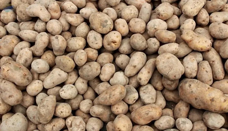 Fresh Potato
