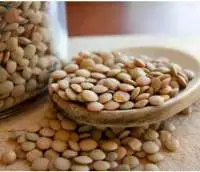 Lentil Seeds