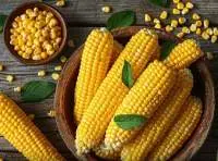 Maize