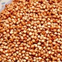 Sorghum
