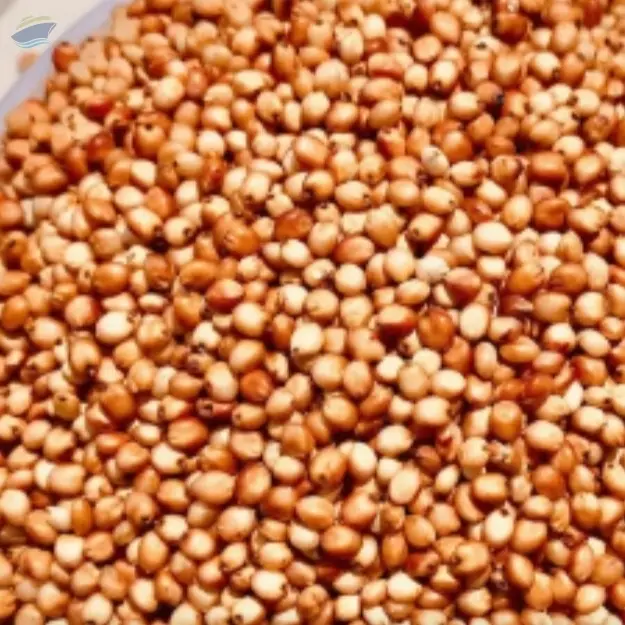 Sorghum
