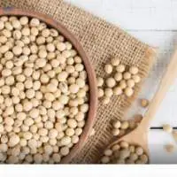 soybean