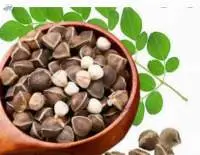 Moringa Seed