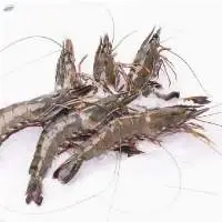 Frozen Shrimp Head-on, Shell-on (hoso)