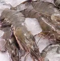 Frozen Shrimp Peeled & Deveined, Tail On (PDTO)