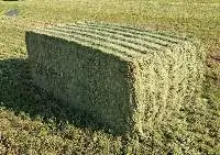 Alfalfa Hay (Lucerne)