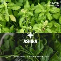 Dried Holy Basil