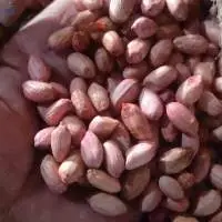 Peanut/groundnut