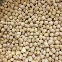 Non Gmo Soybean Seed