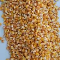 White and yellow corn