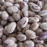 kidney Beans/sugar bean