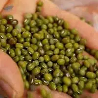 Moong Dal Fresh and dry Green Mung Beans