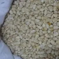 Maize for Cattle Feed