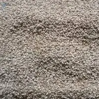 sesame seed
