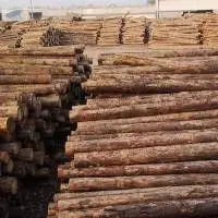 Pine Wood Log