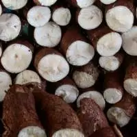 Fresh white Yam