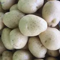 Fresh Holland Potatoes