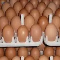 Hatching Eggs (cobb 500 And Ross 308)