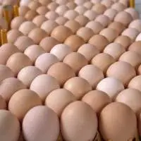 Fresh brown and white chicken eggs