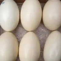 Fresh fertile ostrich eggs and chicks